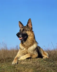 German shepherd dog, adult, lying on grass