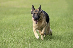 German Shepherd dog, adult, running across a meadow