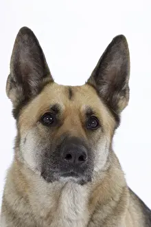 German Shepherd Dog Alsatian