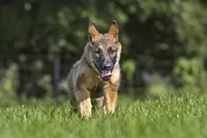 German shepherd dog (Canis lupus familiaris) running in meadow