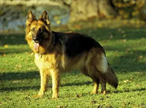 German Shepherd Dog, FCI, Standard No. 166