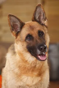 German shepherd dog, female