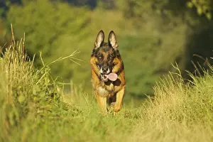 German Shepherd Dog, Germany