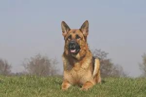 German Shepherd Dog lying on a meadow