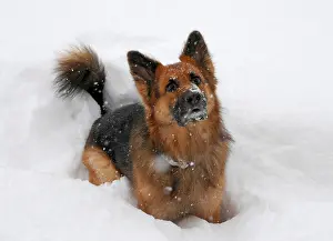 German Shepherd dog play in snow in Scania