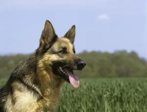German Shepherd Dog, Portrait
