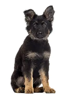 German Shepherd Dog puppy sitting and looking at the camera isolated on white (3 months old)