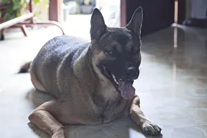 German Shepherd dog sitting on the floor to cool down with tongue out panting