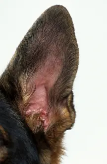 German Shepherd, Ear, Alsatian