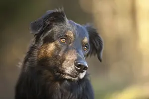 German Shepherd half breed, portrait