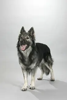 German Shepherd, Old German Shepherd
