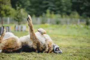 Framed Print : A German Shepherd rolls playfully on its back in the grassy yard