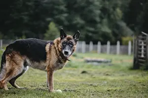A German Shepherd stands in grassy area with a ball in sight