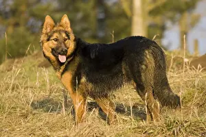 German Shepherd watching something on a field on the edge of a forest