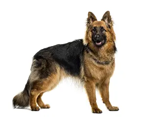 German shepherd in front of white background