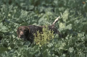 German Short-Haired Pointer hunting in Sugar Beet's Field<br> German Short-Haired Pointer hunting in Sugar Beet's