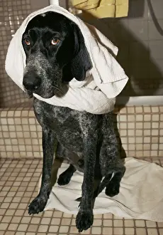 A German short-haired pointer sitting in the bathroom with a towel at his head