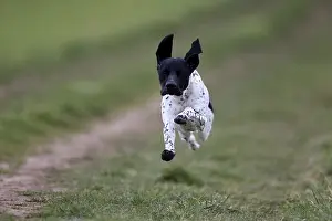 German Shorthair, (Canis lupus familiaris)