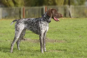 German Shorthair, German Shorthaired Pointers