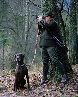 German Shorthair hunter, German Shorthair Pointers