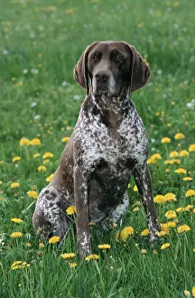 German Shorthaired Pointer