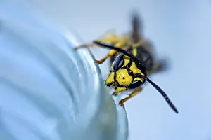 German wasp (Vespula germanica) on a honey jar