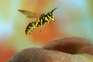 German wasp (Vespula germanica) (Paravespula germanica)