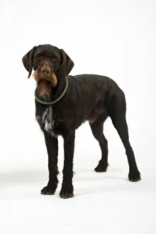 German Wirehair, German Wirehaired Pointing Dog