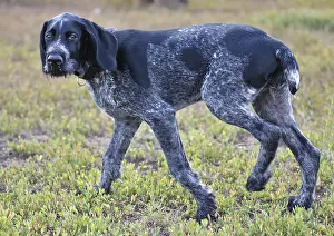 German wirehaired pointer or Drahthaar (Deutsch Drahthaar)
