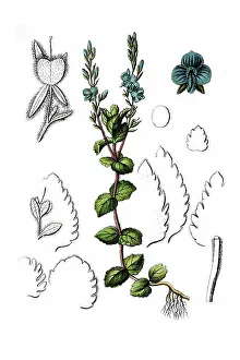 Germander speedwell (Veronica chamaedrys)