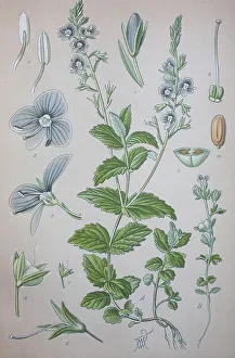 Germander speedwell (Veronica chamaedrys)