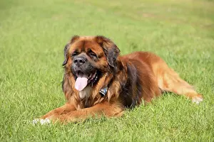 Germanic bear dog