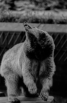 Germany, Berlin, 06.05.1991, Bears in the kennel at the Maerkisches Museum