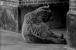 Germany, Berlin, 06.05.1991, Bears in the kennel at the Maerkisches Museum