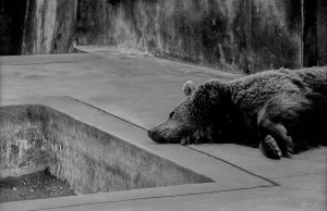 Germany, Berlin, 06.05.1991, Bears in the kennel at the Maerkisches Museum