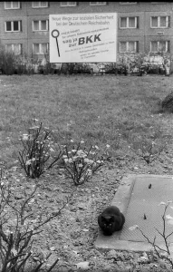 Germany, Berlin, 09.11.1990, Cat on the former Stasi premises in Normannenstrasse