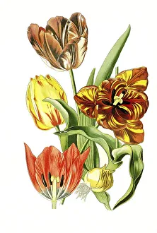 Gesneriana, Garden Tulip. (Tulipa) Tulip
