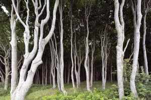 Gespensterwald forest in Nienhagen on the Baltic Sea