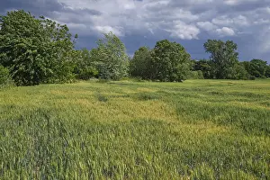 Getreidefeld, adjacent deciduous forest