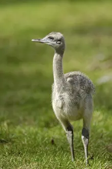 Gewoehnlicher Nandu (Rhea americana)