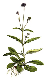 Gewoehnlichre Teufelsabbiss (Scabiosa) succisa