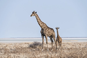 GGiraffe (Giraffa camelopardis) with young standing in the dry grass land