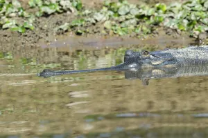Gharial or gavial (Gavialis gangeticus) in water