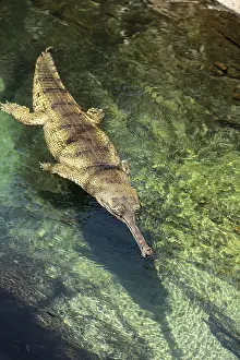Gharial are found in India and Nepal and are scientifically known as Gavialis gangeticus