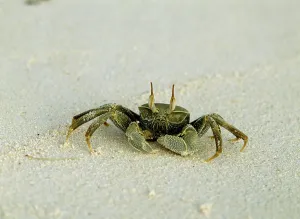 Ghost Crab (Ocypode), Seychelles