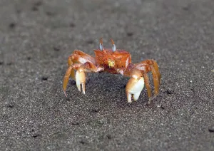 Ghost Crab (Ocypode), Seychelles