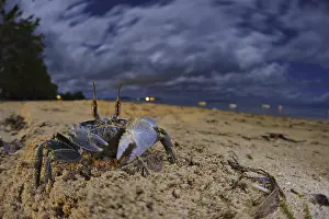 Ghost Crab (Ocypode sp.), adult