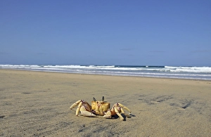 Ghost crab, Sand crab (Ocypode spec) on a beach