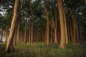 Ghost Forest with European Beeches (Fagus sylvatica) in the evening light