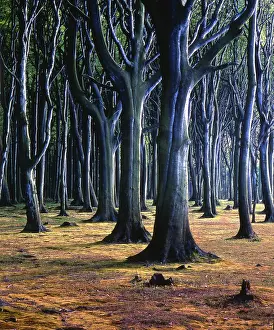 Ghost forest near Nienhagen, Mecklenburg